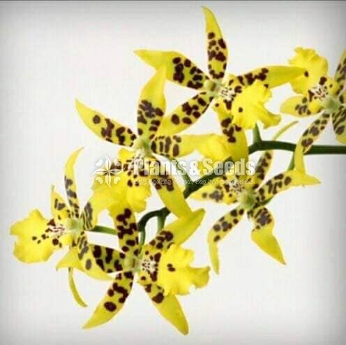 Oncidium Orchids 5 Plants for 2500