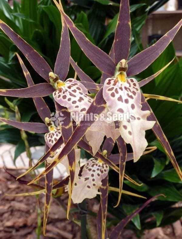 Oncidium Orchids 5 Plants for 2500