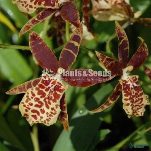 Oncidium Orchids 5 Plants for 2500