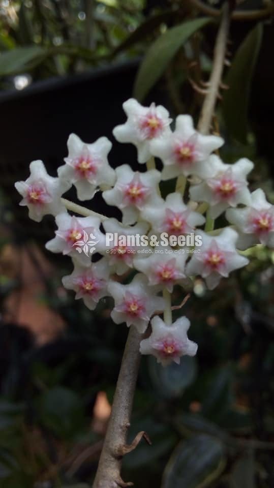 Hoya Plants
