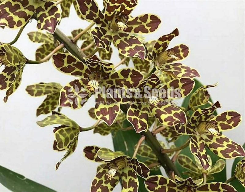 Gramatopillylum tiger big bush