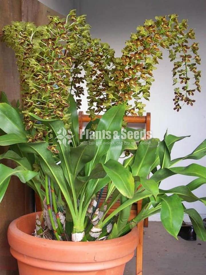  Gramatopillylum tiger big bush