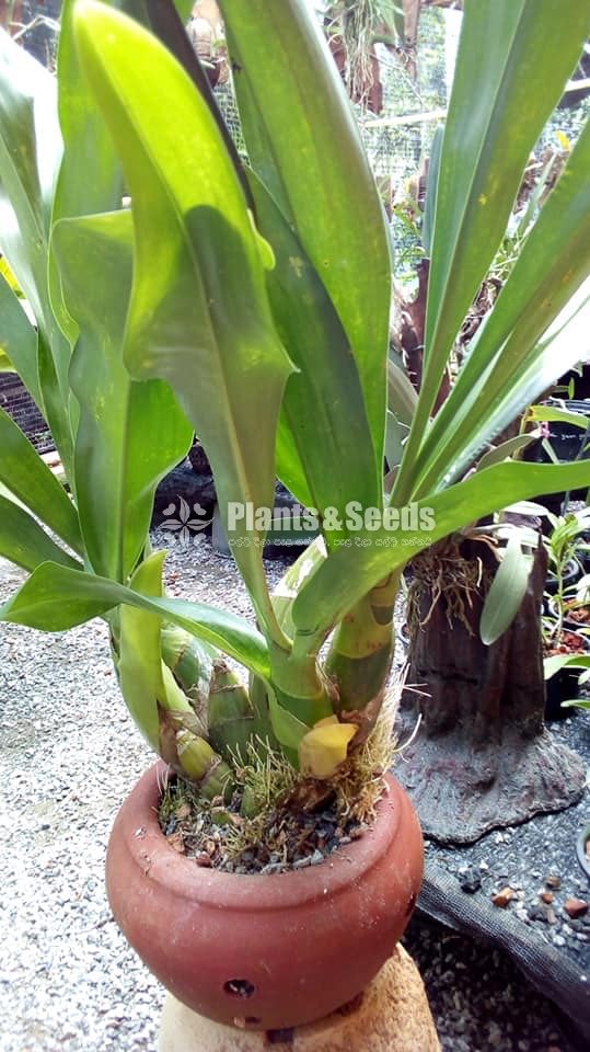  Gramatopillylum tiger big bush