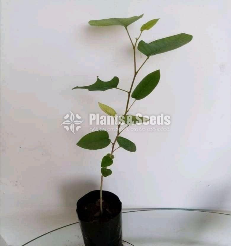 Rathhadun Pala