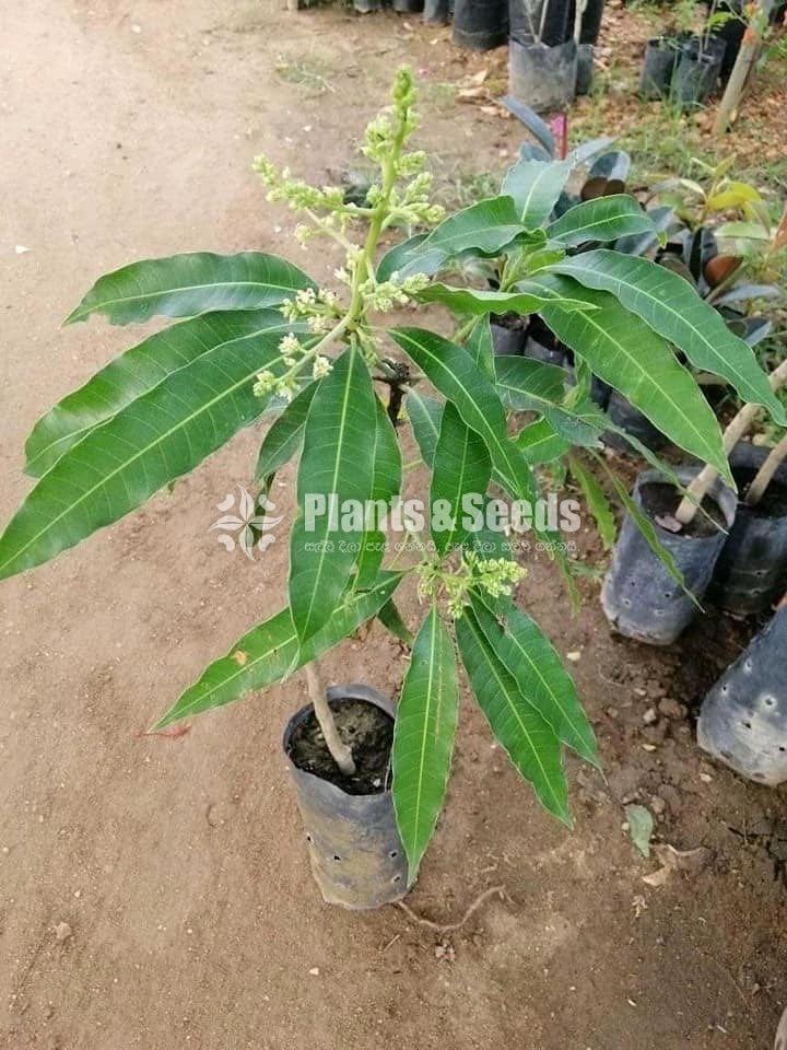 Fruit Plants
