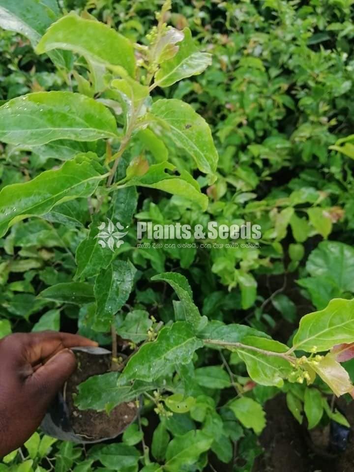 Fruit Plants
