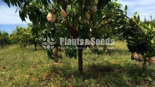Fruit Plants