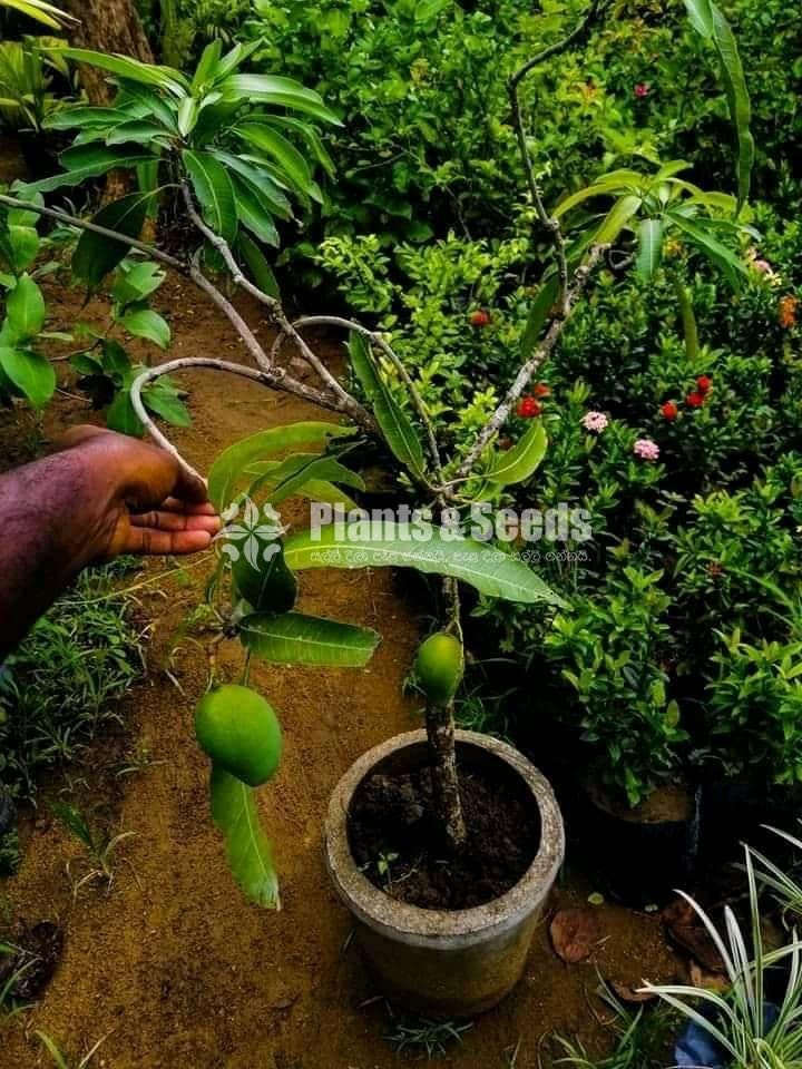 Fruit Plants