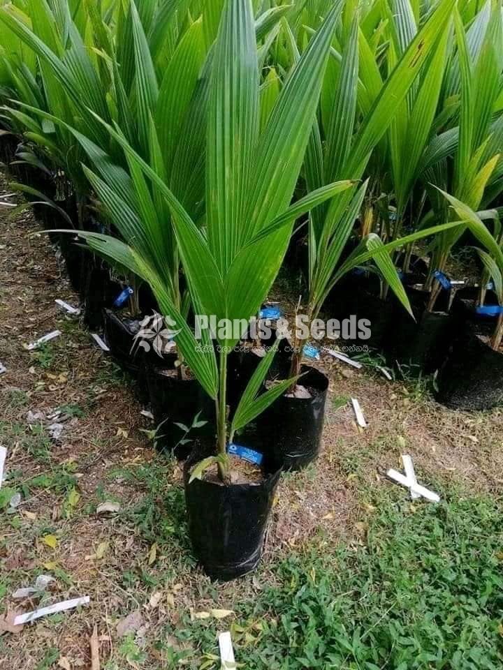 Pol Pala( පොල් පැල )