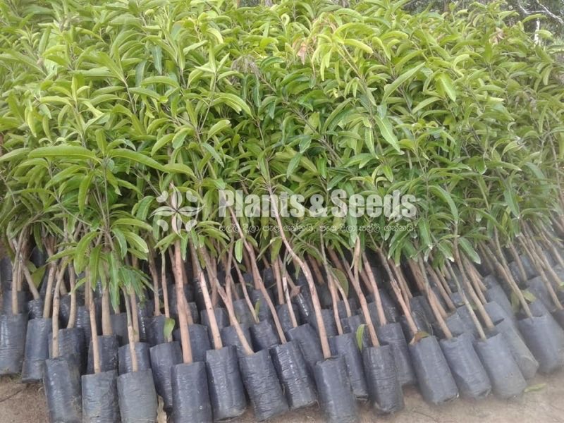 Tjc අධිශේනීයේ බද්ධ අඹ පැළ