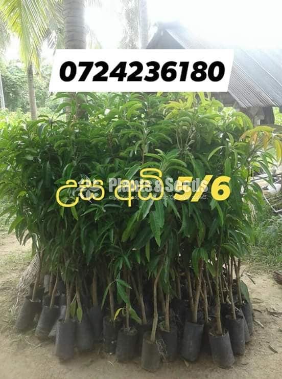 Tjc අධිශේනීයේ බද්ධ අඹ පැළ