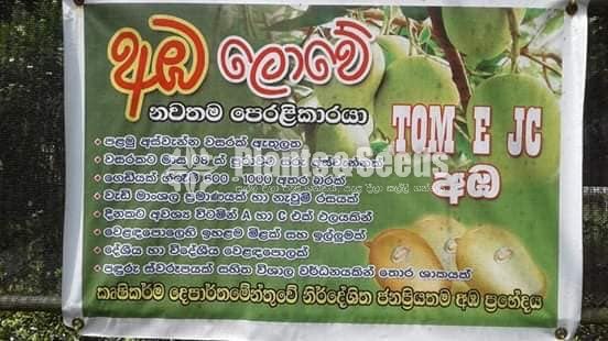Tjc අධිශේනීයේ බද්ධ අඹ පැළ