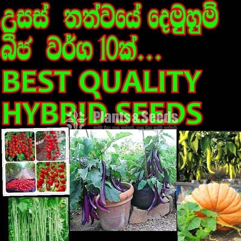 Hybrid seeds pack 