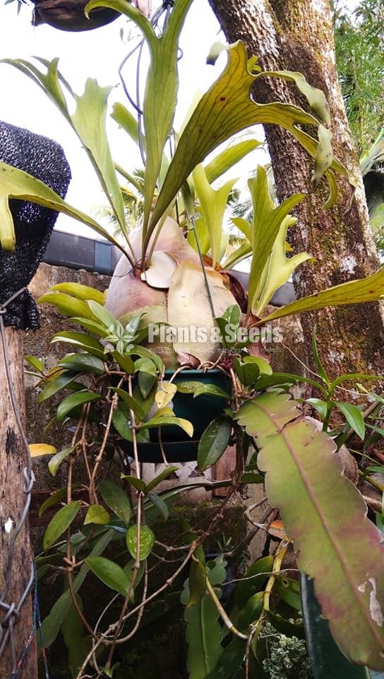 Staghorn plants