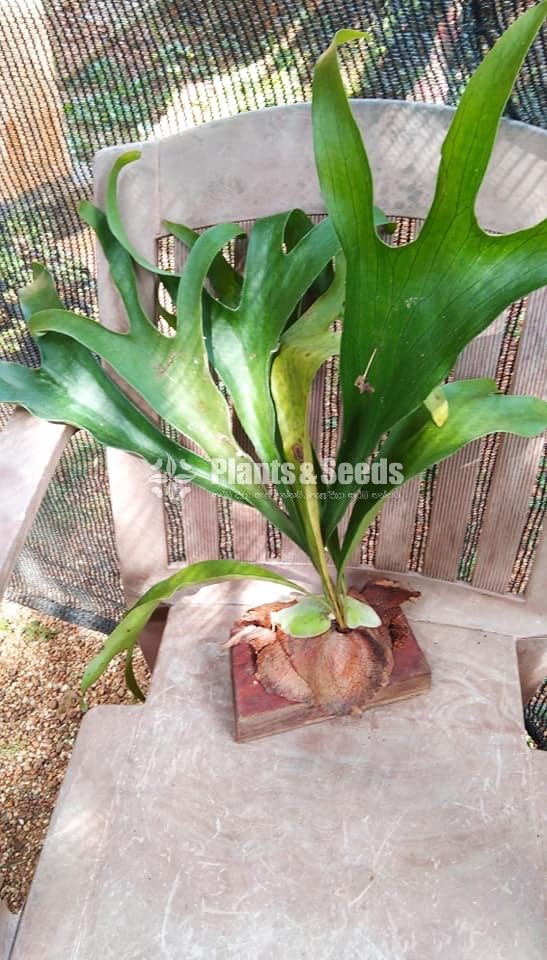 Staghorn plants