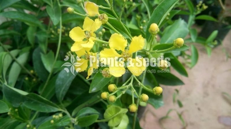  ක්‍රිස්ටලෙසියා (Cristelia)