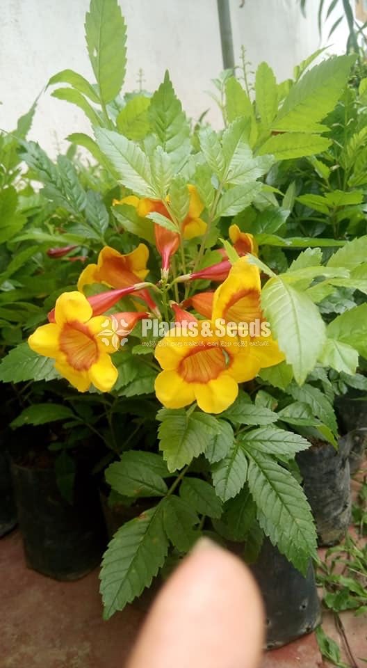 හයිබ්‍රිඩ් ටැකෝමා(Hybrid Tacoma)