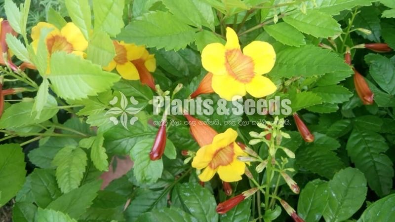 හයිබ්‍රිඩ් ටැකෝමා(Hybrid Tacoma)