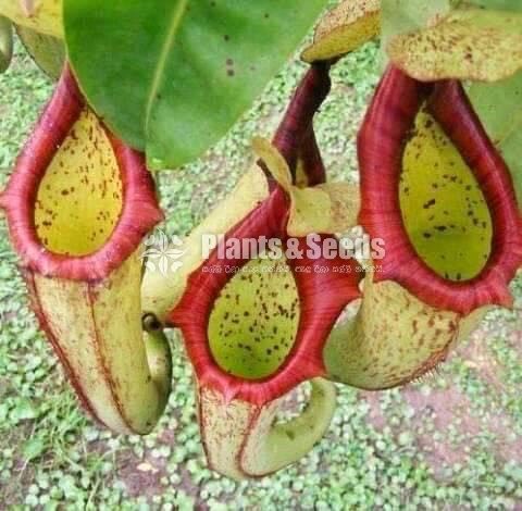 Badura (බාදුරා )