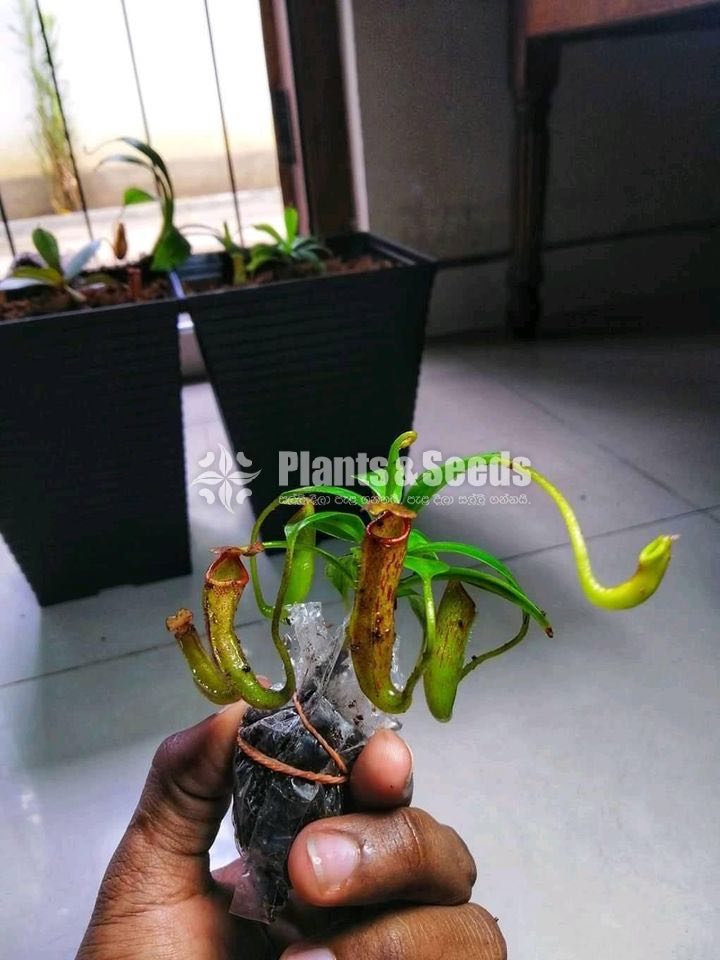 Badura (බාදුරා )