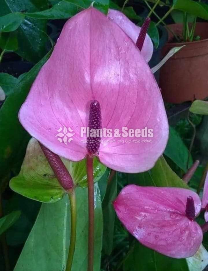 Anthurium package 1000