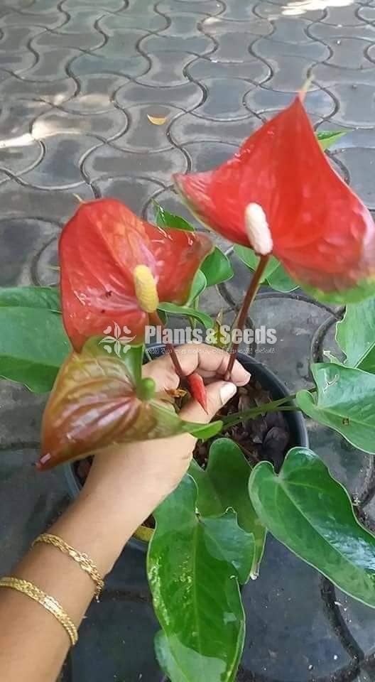 Anthurium package 1000