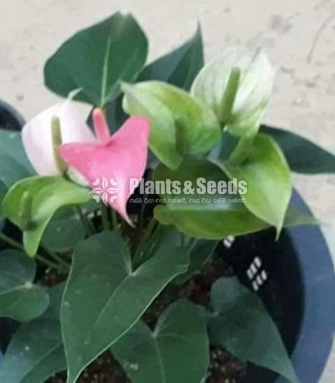 Anthurium package 1000