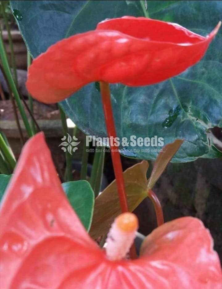 Anthurium package 1000