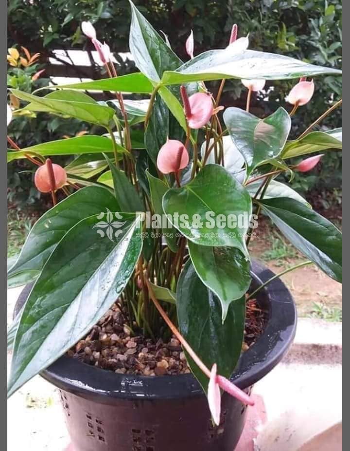 Anthurium package 1000