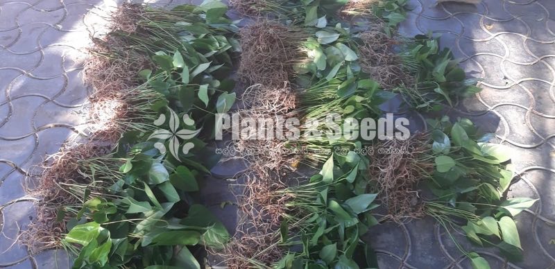 Anthurium package 1000