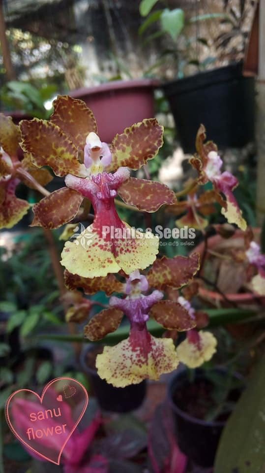 Onsidiam bai pai  Orchids