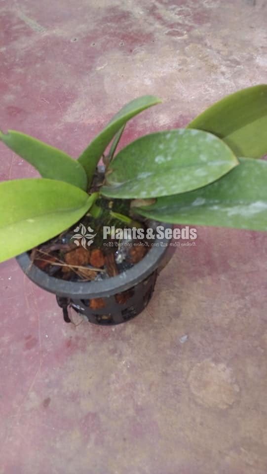 Onsidiam bai pai  Orchids