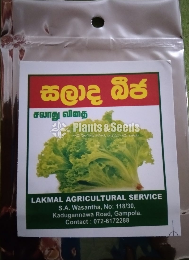 Vegetable Seeds