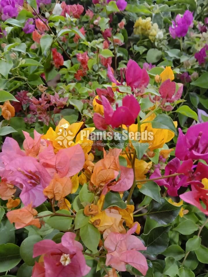 Boganvilla