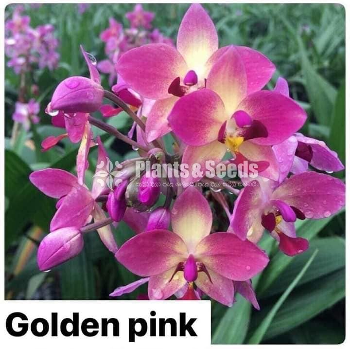 Ground Orchids