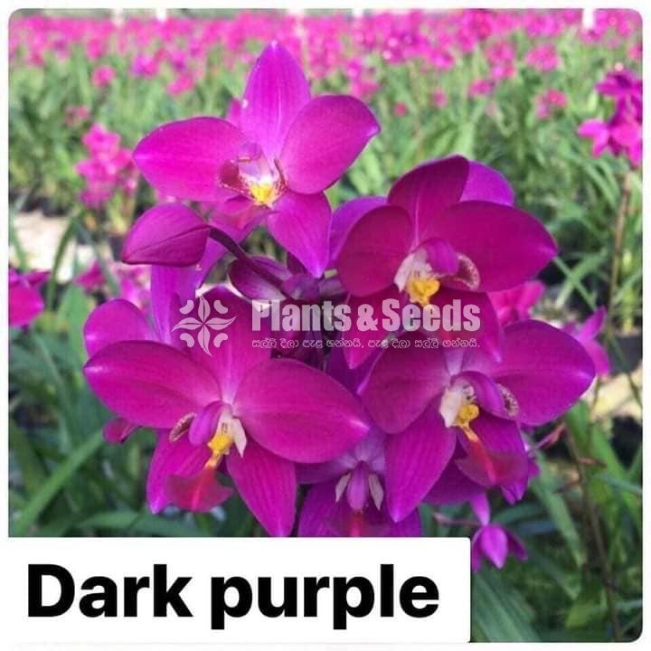 Ground Orchids