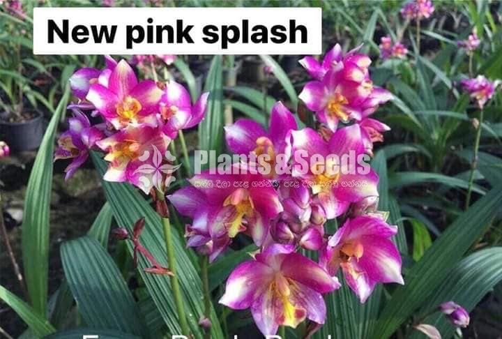 Ground Orchids