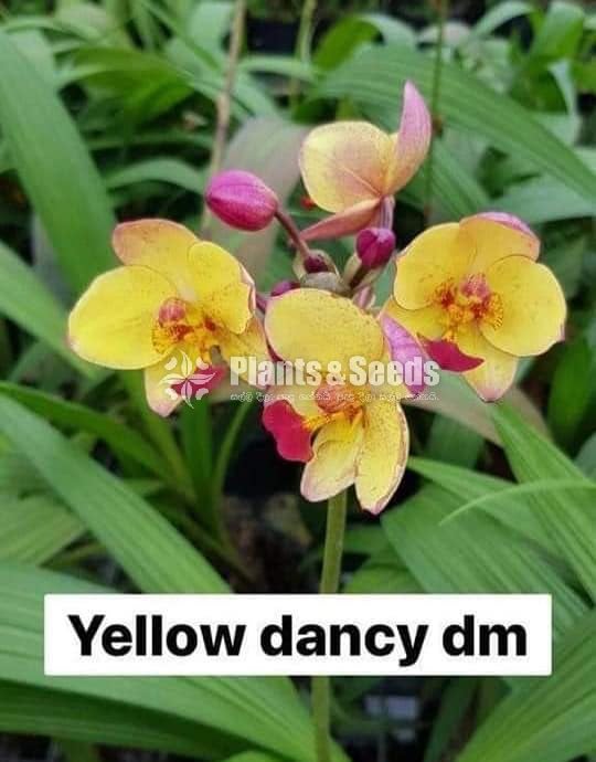 Ground Orchids