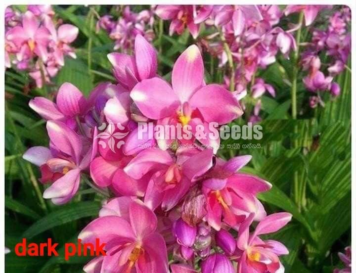 Ground Orchids