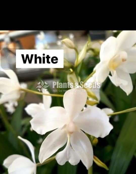 Ground Orchids
