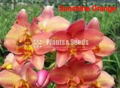 Ground Orchids