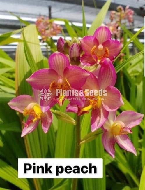 Ground Orchids