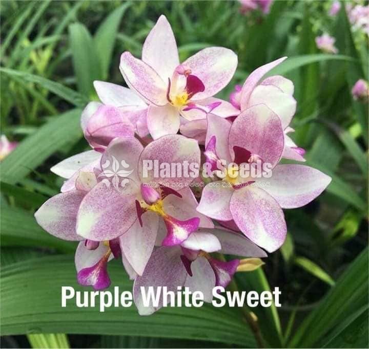 Ground Orchids