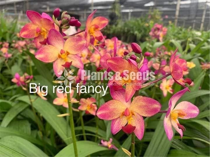 Ground Orchids