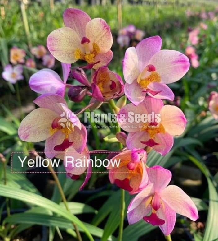 Ground Orchids