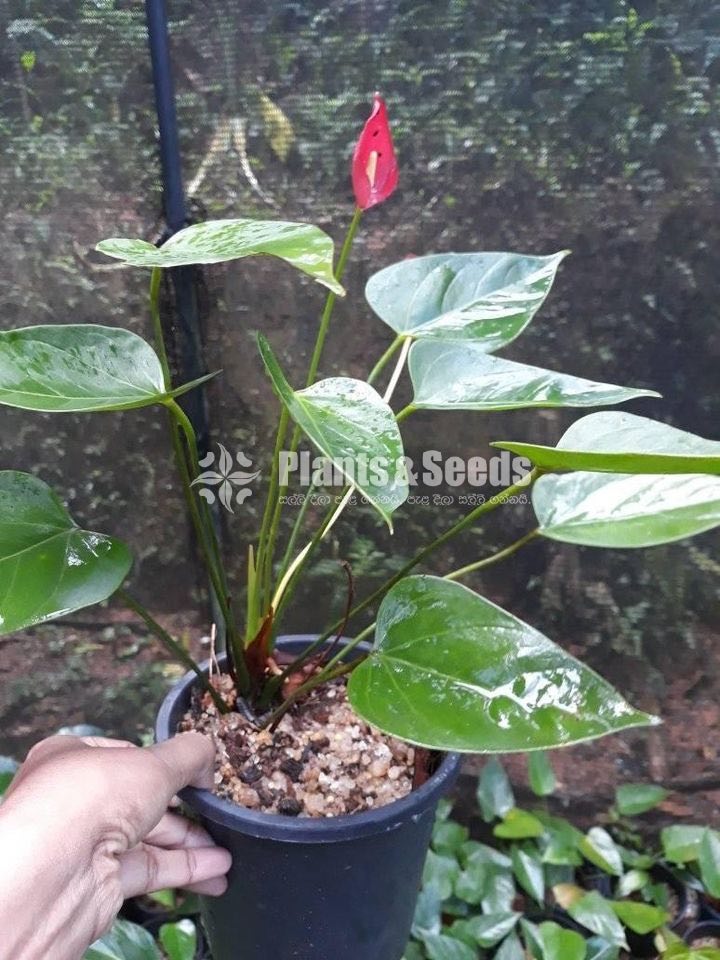 Good luck Anthurium
