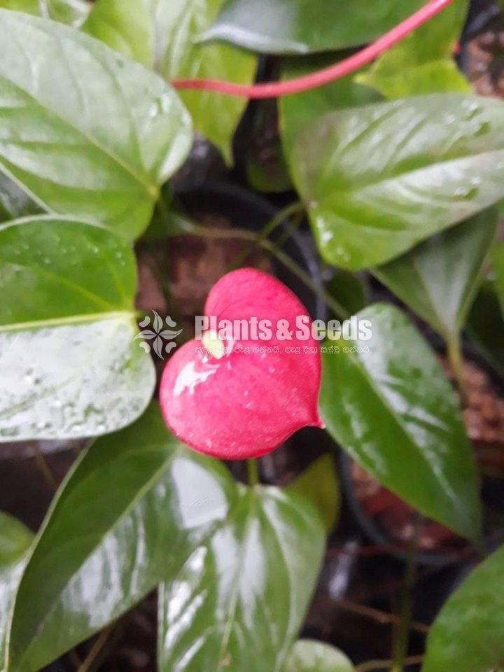 Good luck Anthurium