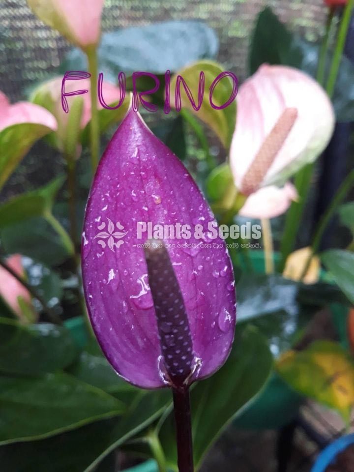 Furino Anthurium