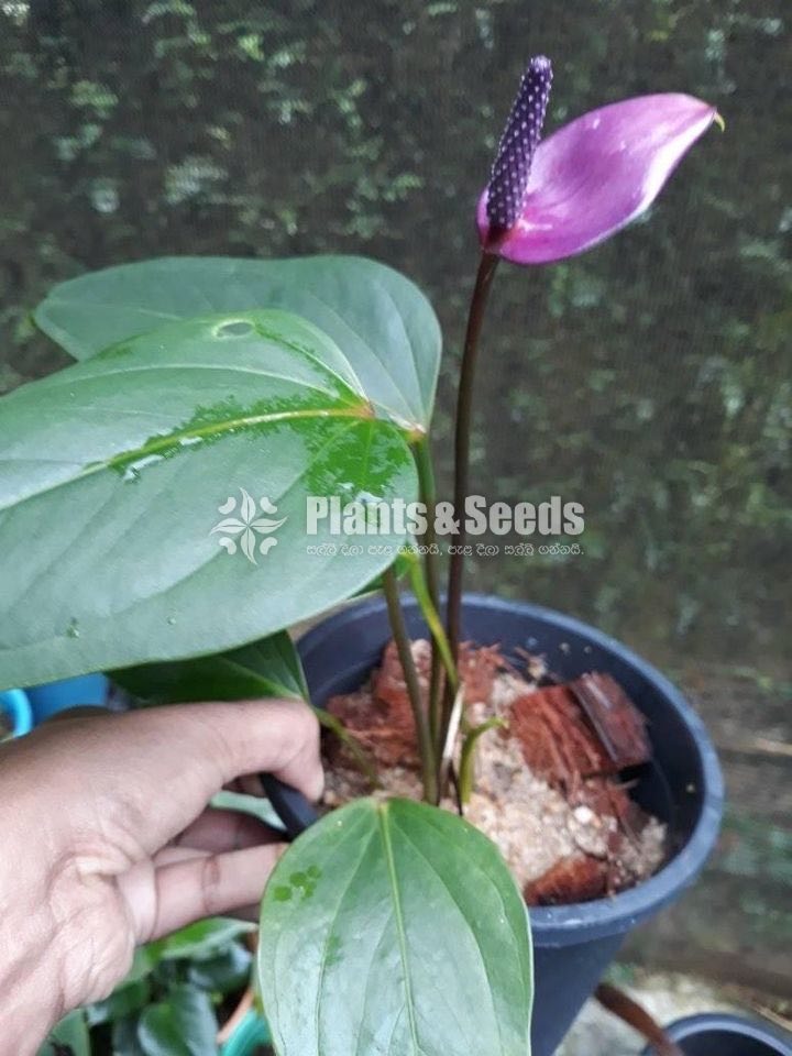 Furino Anthurium