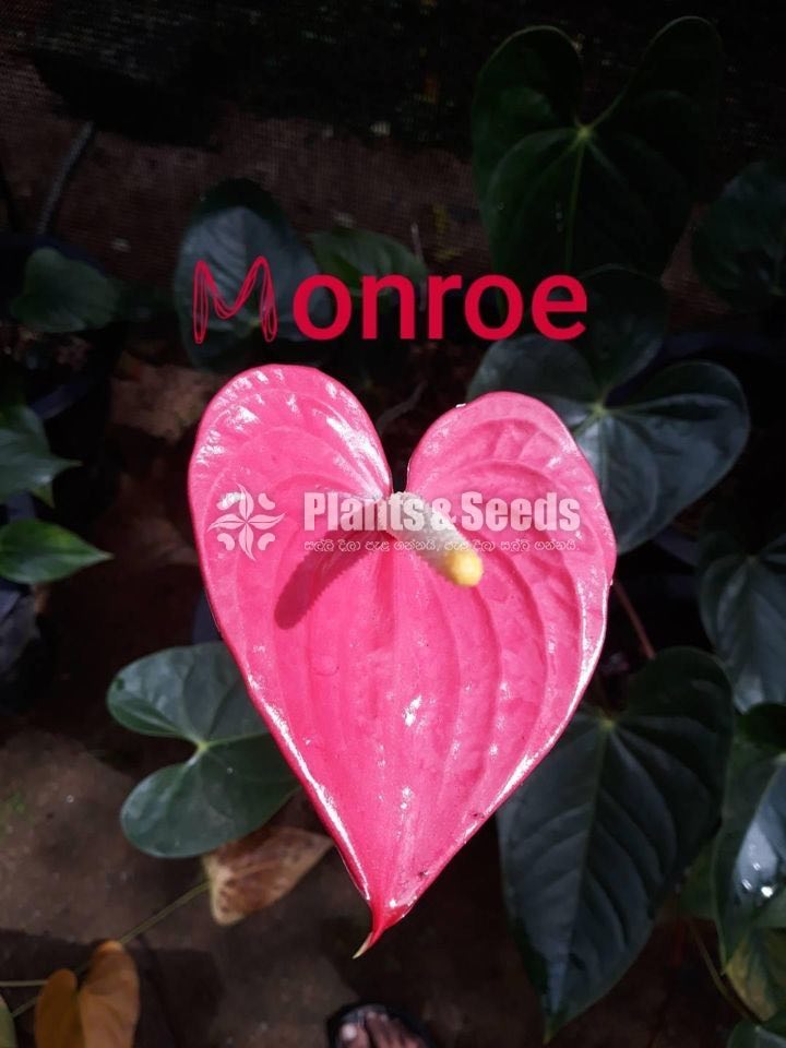 Rapido and Monroe Anthuriums